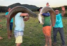 Pescadores capturam pirarucus gigantes em açude no interior do Rio Grande do Norte