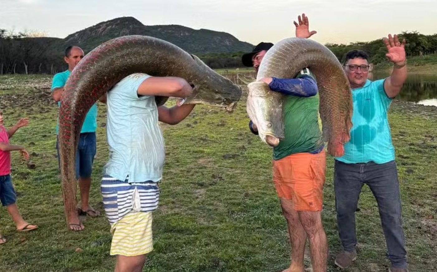 Pescadores capturam pirarucus gigantes em açude no interior do Rio Grande do Norte