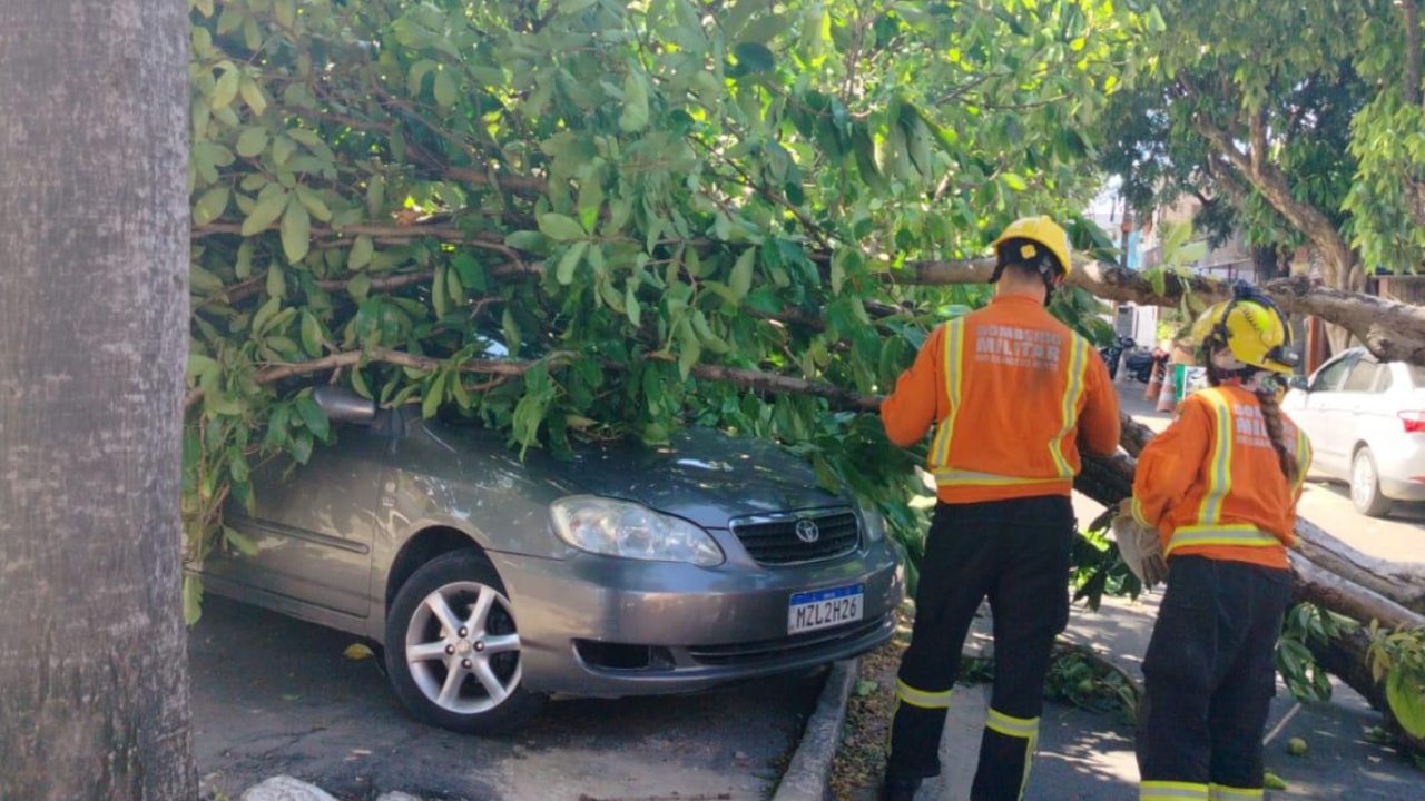 Queda de árvore causa transtornos e atinge veículos no Alecrim