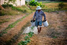 Vereadora de Caicó busca apoio federal para agricultura familiar e infraestrutura rural