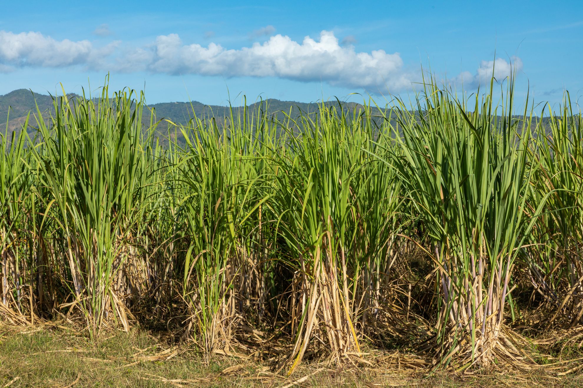 Cana-de-açúcar