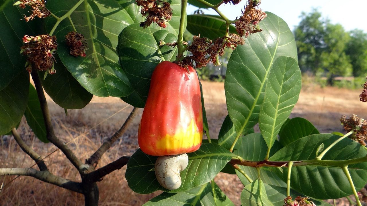 Cajucultura em Serra do Mel receberá investimento de R$ 1,3 milhão