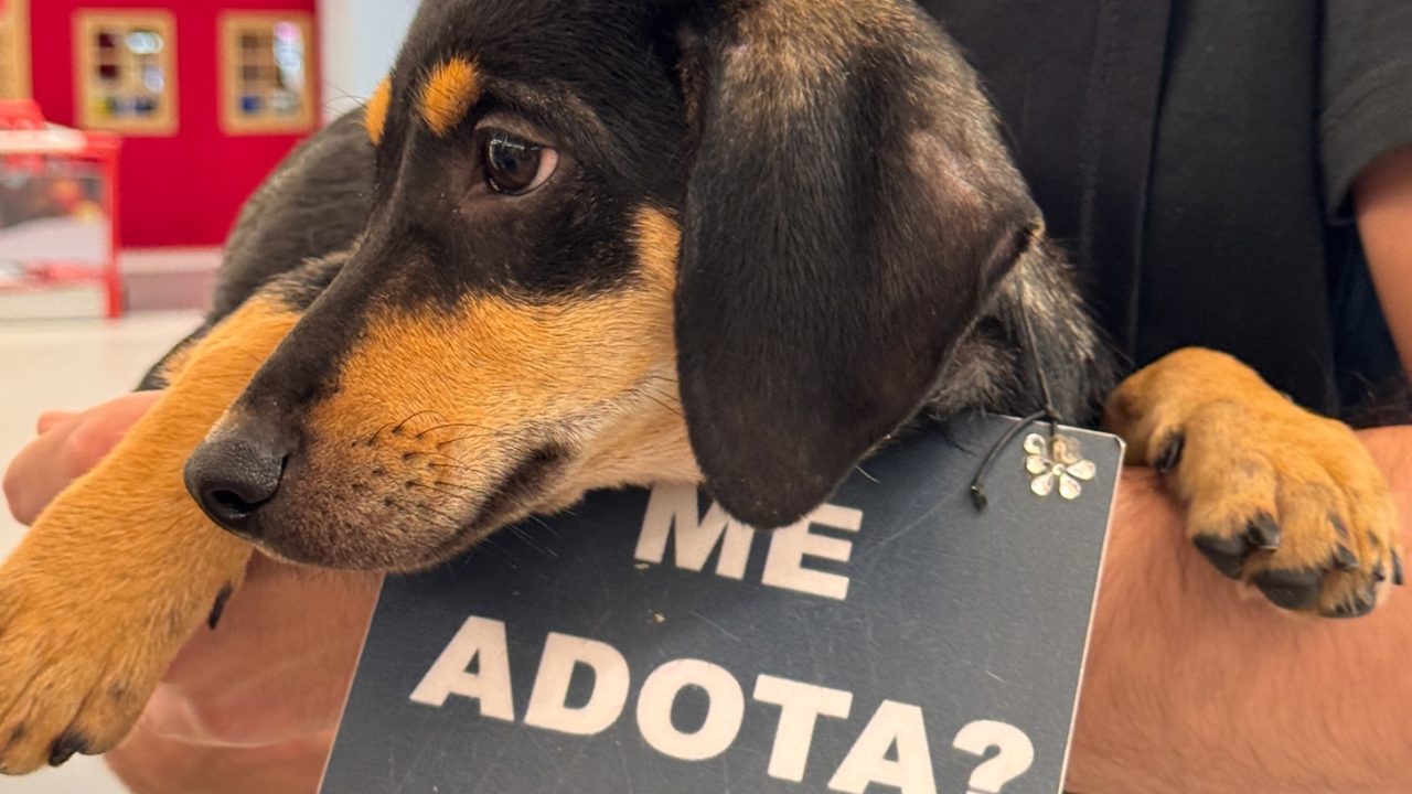 Carrefour Natal promove feira de adoção de cães e gatos neste sábado