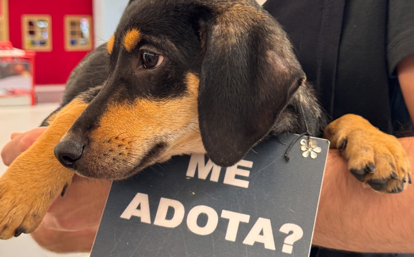 Carrefour Natal promove feira de adoção de cães e gatos neste sábado