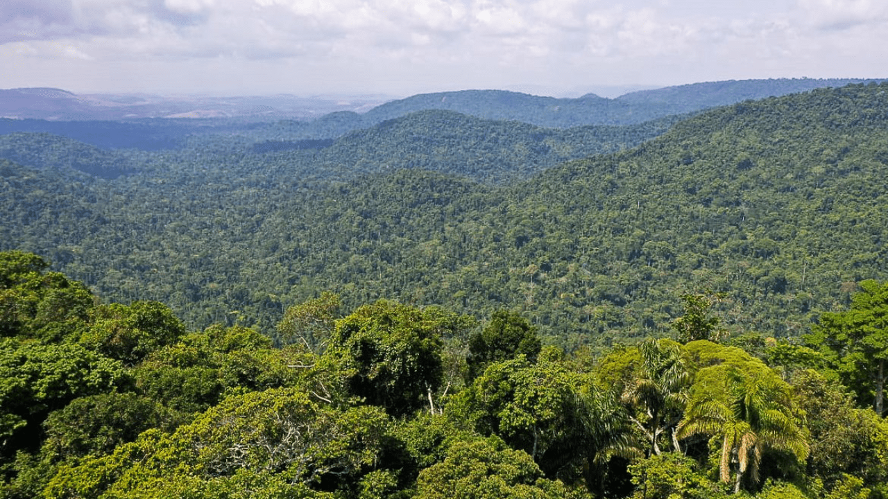 Entenda sobre o crédito de carbono, mercado que deve gerar recursos para quem mantém a floresta em pé (Créditos: Agência Brasil)