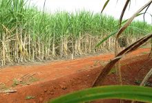 Brasil terá segunda maior safra de cana, segundo estimativa da Conab