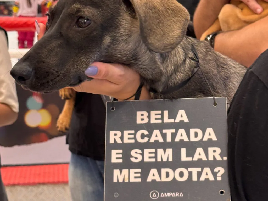 Animais resgatados buscam um novo lar em evento de adoção na Galeria Carrefour Natal