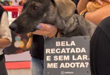 Animais resgatados buscam um novo lar em evento de adoção na Galeria Carrefour Natal